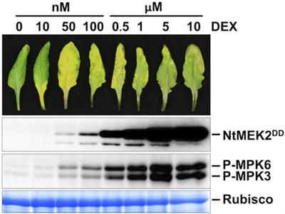 Regulation of Arabidopsis Matrix Metalloproteinases by Mitogen-Activated Protein Kinases and Their Function in Leaf Senescence